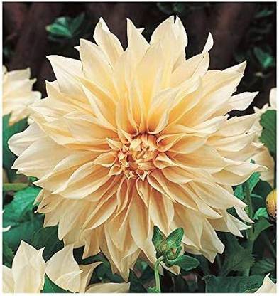 CYBEXIS Cafe Au Lait - Dinner Plate Dahlia Seeds Seed