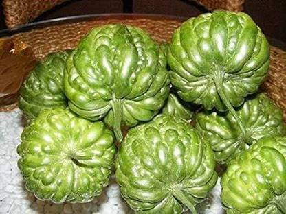 CYBEXIS GUA-83 - Chinese Bitter Gourd Round - (100 Seeds) Seed