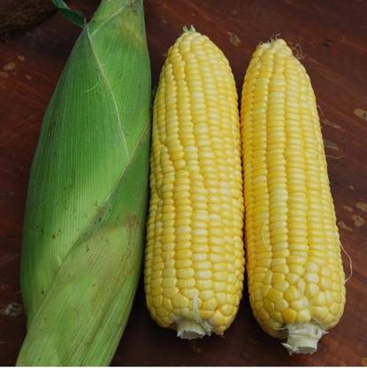 REENA hybrid Sweet Corn (makha) f1 Seed