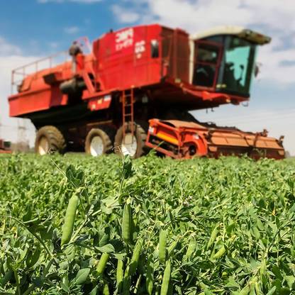 VibeX TLX-92 - Spring Field Peas - (100 Seeds) Seed