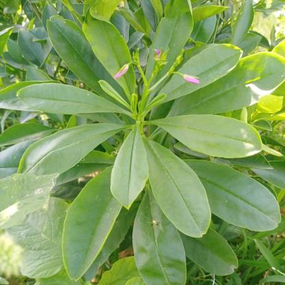 Apurba Agriculture Talinum paniculatum, Seed