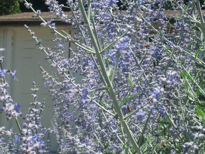 Qualtivate XXX-8A Russian Sage Seeds Seed