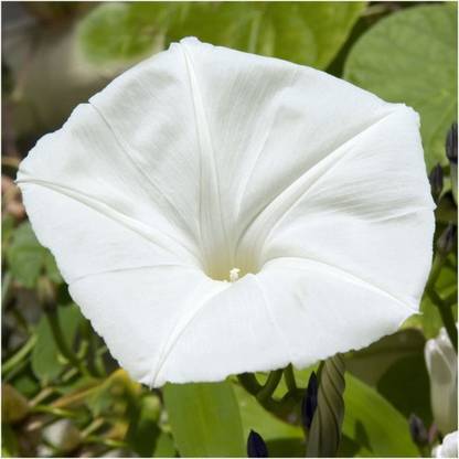 WILLVINE ™ White Moonflower (Ipomoea alba)-100 SEEDS Seed