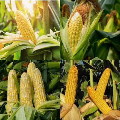 ibains Hybrid corn seeds for farming 53 Seed