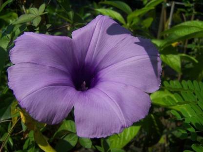 ZIXA Ipomoea cairica - Lucia Barabino Seed