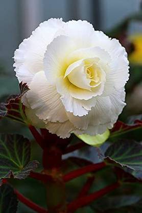 CYBEXIS ATS-50 - Mix Hybrid Begonia Flower - (270 Seeds) Seed