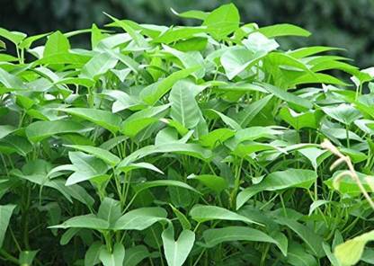 Kapebonavista Nasottar Convolvulaceae Transparent Tihudi Wood Rose Seed