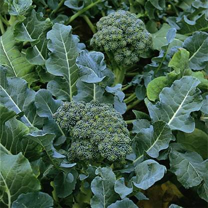 WILLVINE GOI -I Broccoli Green Sprouting Calabrese [2.5g] Seed