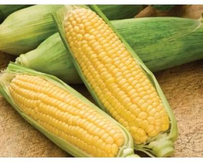 CEZIUS मकई ,भुट्टा (कॉर्न) Sweet Corn Bhutta Plant Seed