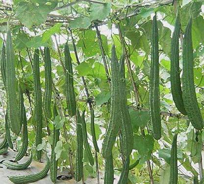 KANAYA Dhari Tori Seed