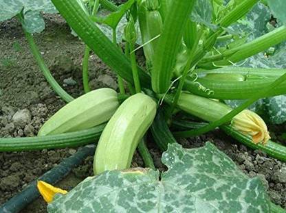 VibeX PAU-11 - Zucchini Bush Type White - (675 Seeds) Seed