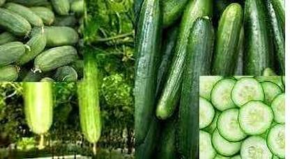 LPR CUCUMBER ,KHIRA Seed