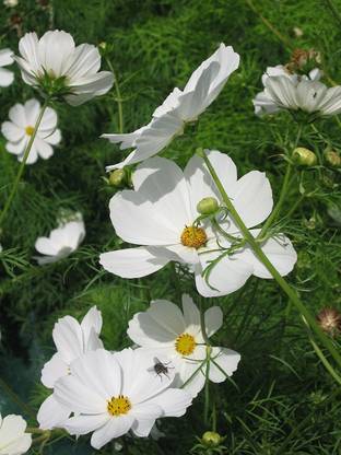 CYBEXIS Cosmos - BIPINNATUS - Purity Seed