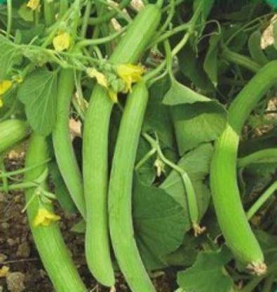 VibeX LXI-5 - European Cucumber- Kakri - (150 Seeds) Seed