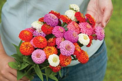 SILTON Sunbow Mix Zinnia Seed