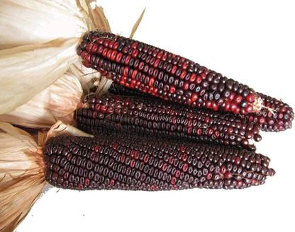 VibeX ® VXI-778 Bloody Butcher Dent Red Corn Seed