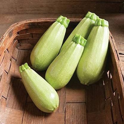 VibeX VVI-89 - Zucchini Mush Bush White Giant - (225 Seeds) Seed