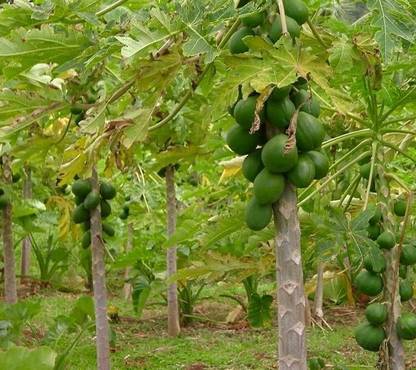 Seedsqlty Desi papaya seeds Seed