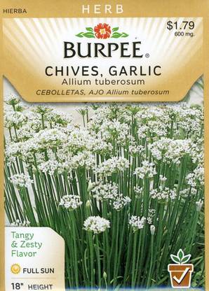 WILLVINE PUAS-169 Garlic Chive Heirloom Herb Seed Seed