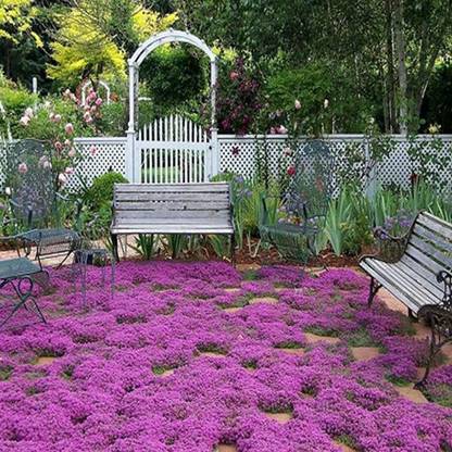 CYBEXIS XLL-52 - Magic Carpet Creeping Thyme - (150 Seeds) Seed