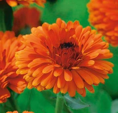 Lippy Indian Prince Calendula Seed