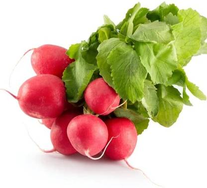 CRGO TURNIP , SHALGAM Seed