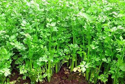 CYBEXIS XLR-40 - Chinese Celery Kintsai Leaf Celery - (750 Seeds) Seed