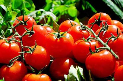 hussn Tomato vegetable Seed