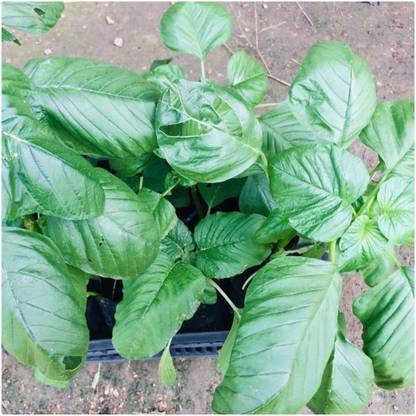 URRO Seeds Amaranthus Viridis Green Amaranth Big Leaf Seed
