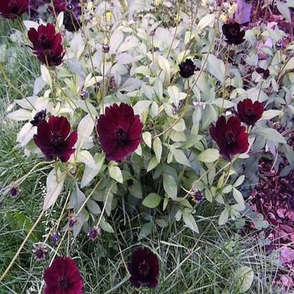 VibeX PAU-45 - Chocolate Cosmos Flower - (30 Seeds) Seed