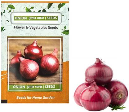 WILLVINE HUA -XIII Fursungi Pune Onion Seeds [1g] Seed