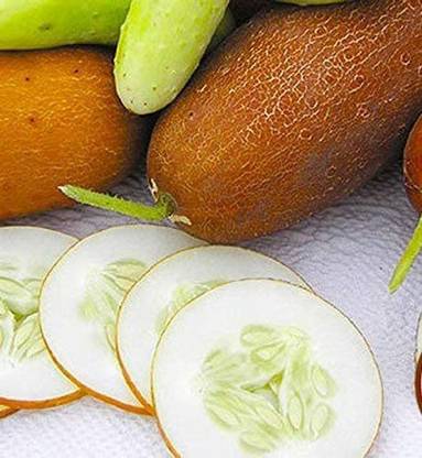 VibeX ® RXI-494 Poona Kheera CUCUMBER SEEDS Seed