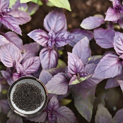 green paradise Basil Seeds Pack Seed