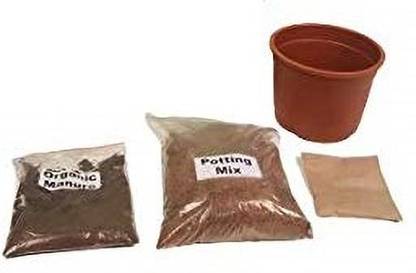 VibeX Papaya - Grow DIY Gardening Kit Seed