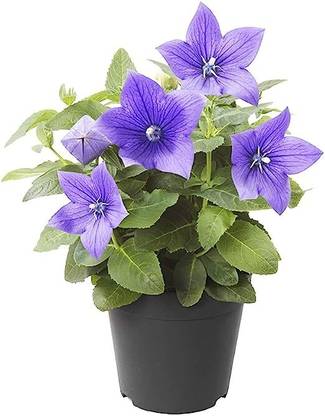 NooElec Seeds India ALL SEASONS Balloon Flower Blue Platycodon Grandiflorus Flower Seed