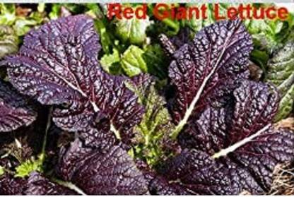CYBEXIS XLR-91 - Red Giant Lettuce - (150 Seeds) Seed