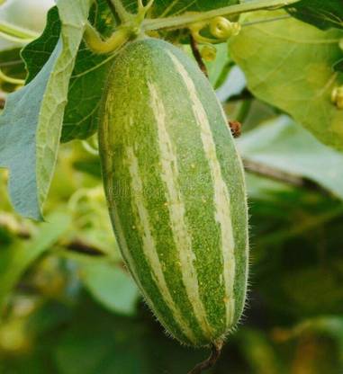 WILLVINE Pointed gourd (Trichosanthes dioica) seeds[10 Gms, 50 Seeds] Seed