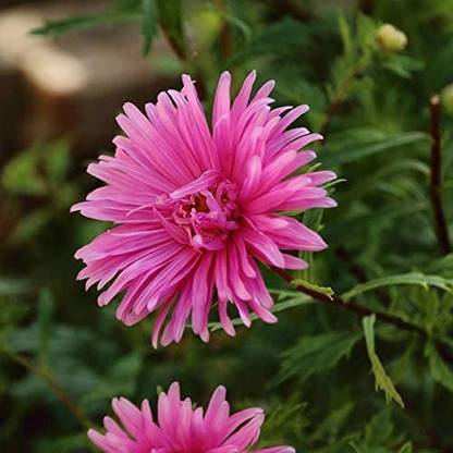VibeX VXI-53 - Pink Chrysanthemum China Aster - (30 Seeds) Seed