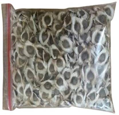 CYBEXIS KGF -37 - Tree of Life - The Moringa Tree - (150 Seeds) Seed