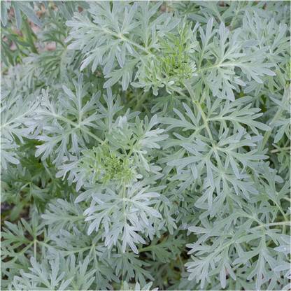 Biosnyg XCO-8 Wormwood Herb (Artemisia Absinthium)-[800 Seeds] Seed