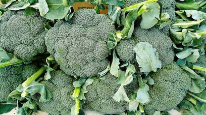ActrovaX Broccoli Bulk Pack [8000 Seeds] Seed
