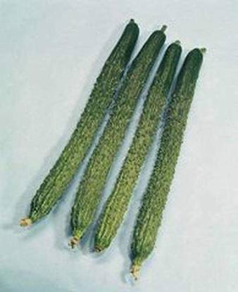 VibeX ® LXI-605 Japanese Suhyo Slicing Cucumber Seeds Seed