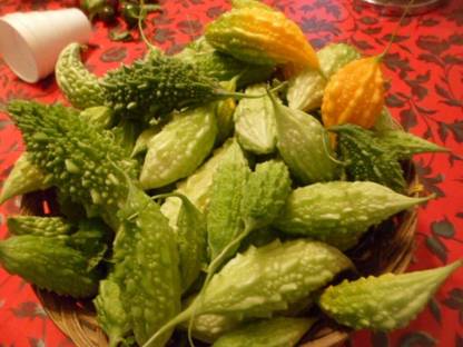 Avysa Bitter Melon, Karela, Bitter Gourd Seed