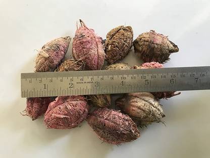 VibeX ® XLR-55 Malabar Almond Jangli Badam Tree Seeds Seed