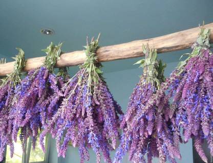 CYBEXIS PUAS-60 - Herb Sage (Salvia Officinalis) - (150 Seeds) Seed