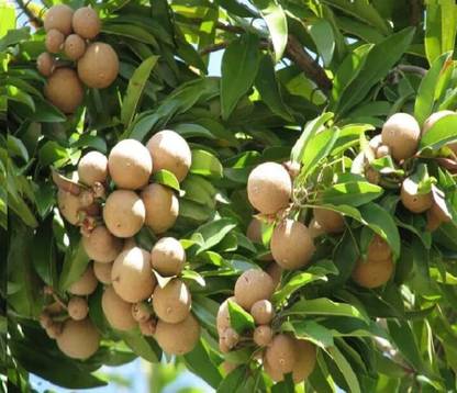 Aywal Chikoo, Sapota, Sapodilla, Naseberry Seed, Sobeda Hybird Seed
