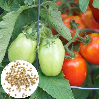 CYBEXIS Heirloom Rare Tomato Seed Cold tolerant1000 Seeds Seed