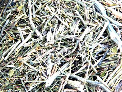 Urancia Green chiretta Kalamegha Andrographis paniculata Dried 100gm Seed
