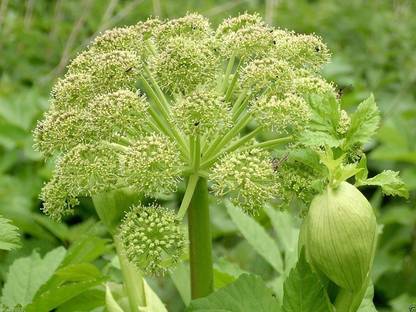 VibeX ® RXI-14 Holy Ghost, Wild Celery Seed