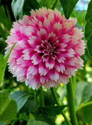 ibains Dahlia bulbs flower seed Seed